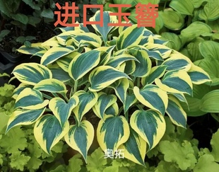 进口玉簪多年生宿根花园庭院阳台耐荫植物盆栽时令草本花卉包邮