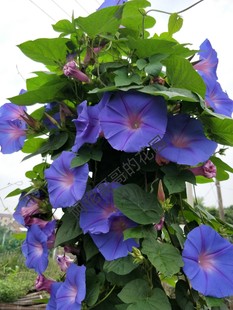 美国巨型宿根加州牵牛花苗阳台庭院绿植盆栽室外爬藤花园拱门包邮