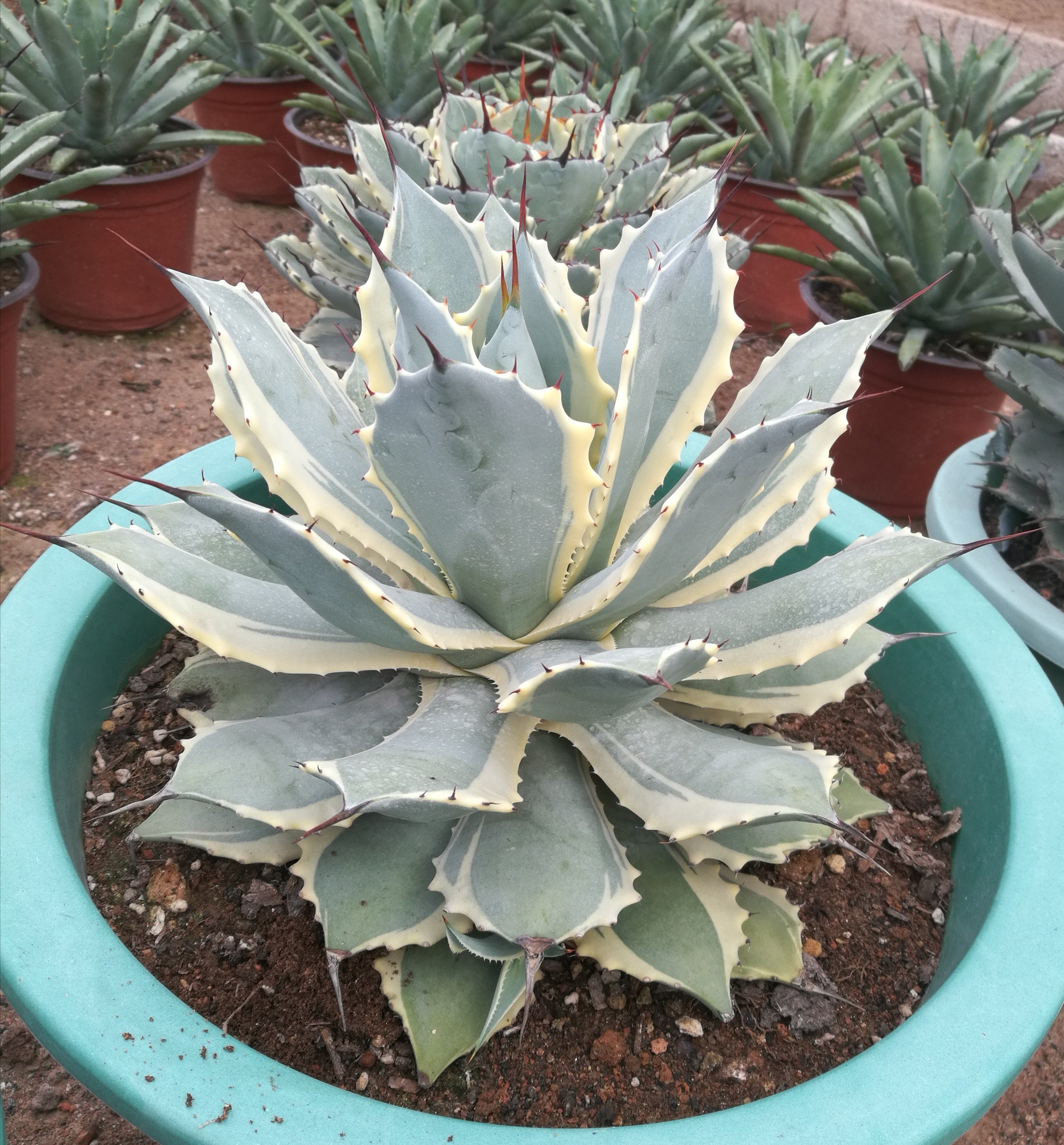 多肉植物 龙舌兰 丰雷神12-15厘米吉祥冠 阳台趣味植物 观赏盆栽