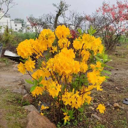 映山红黄色树苗当年开花杜鹃花南方北方种植映山红苗黄色