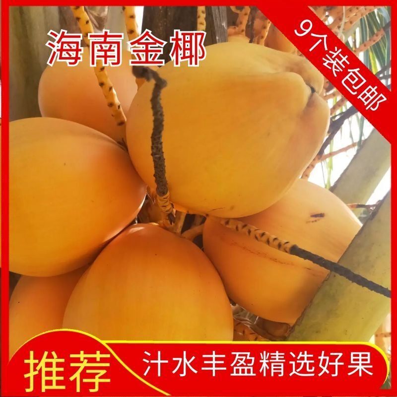 海南特产黄金椰子抖音网红的最爱椰青