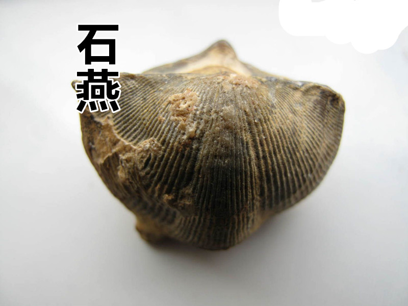 申奥正品中药材石燕 石燕子 大石燕 燕子石 水飞燕子 无杂质 50g