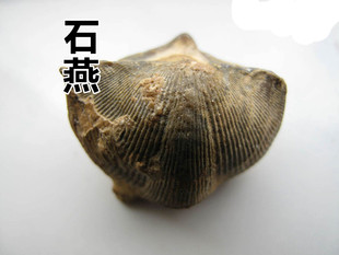 申奥正品中药材石燕 石燕子 大石燕 燕子石 水飞燕子 无杂质 50g