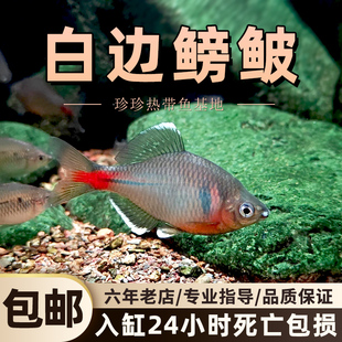 白边鳑鲏观赏鱼高体鳑鲏不加温冷水原生群游溪流水草缸小型鱼