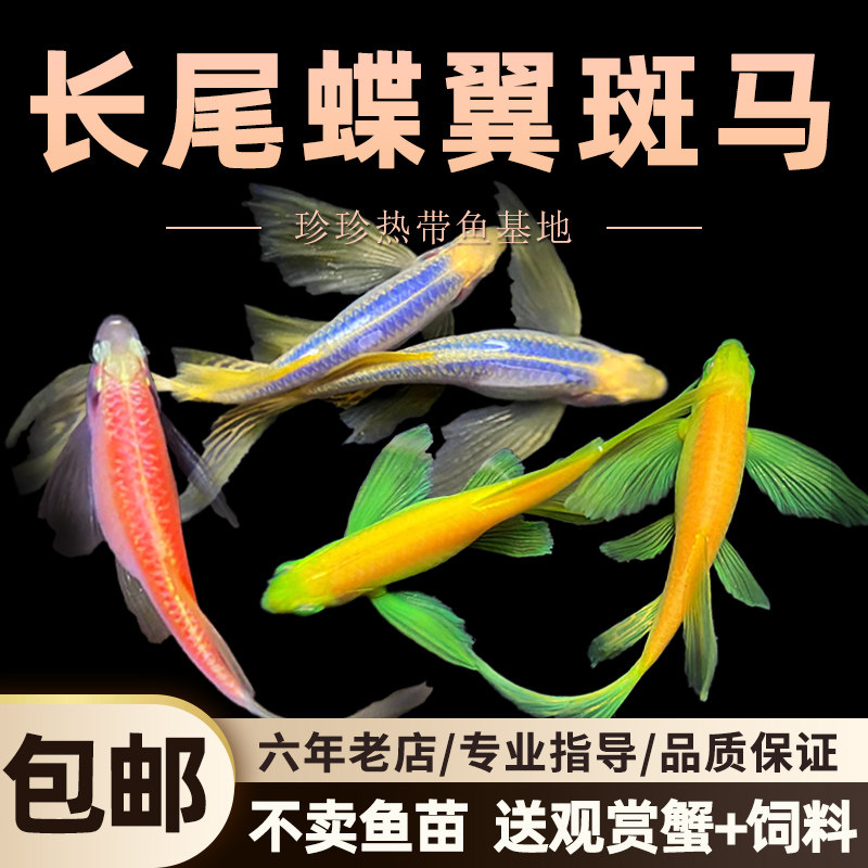蝶翼长尾斑马鱼冷水观赏鱼小型热带群游鱼孔雀鱼热带鱼群游鱼练手