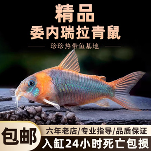 委内瑞拉青鼠观赏鱼青鼠鱼小型老鼠鱼热带淡水南美缸清洁工具鼠鱼