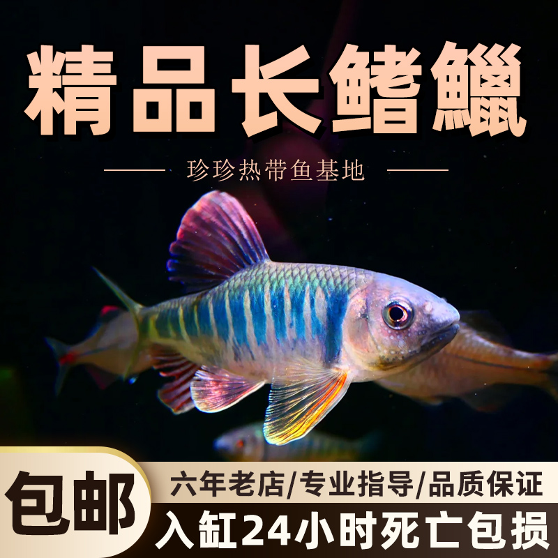 长鳍鱲冷水观赏鱼不加温淡水鱼