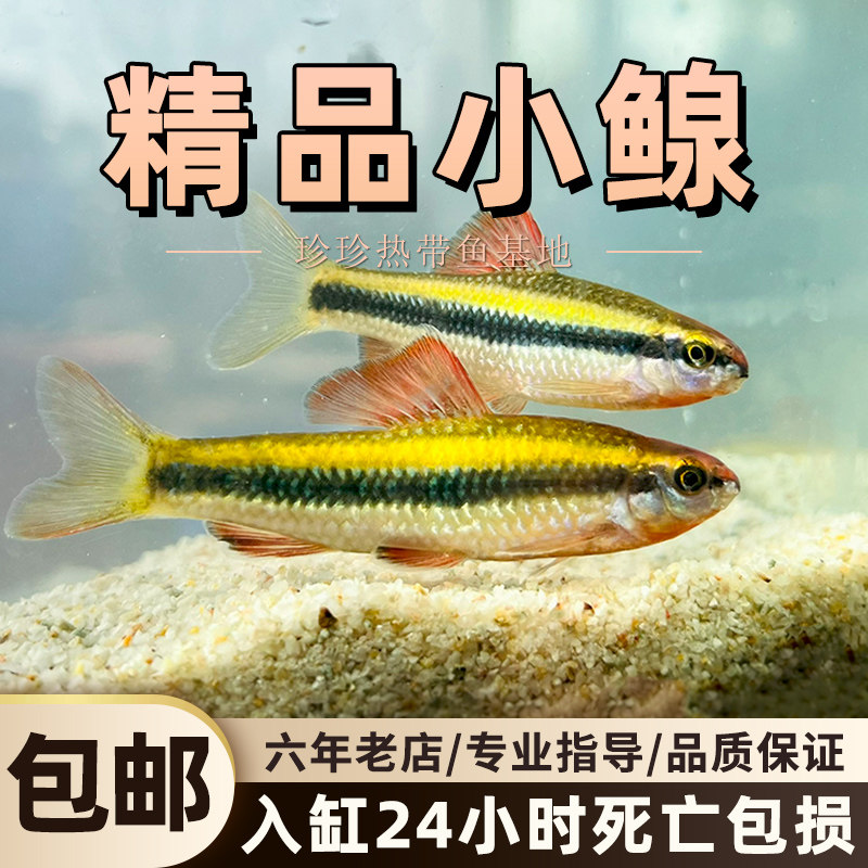 小鳈鱼荷叶鱼小泉鱼活体不加温冷水鱼观赏鱼原生鱼除藻活体工具鱼