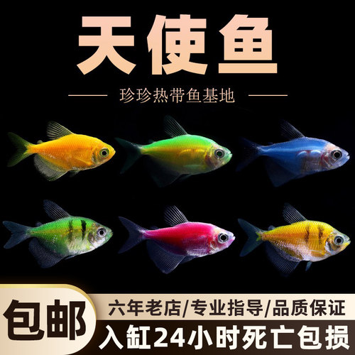 天使鱼彩群鱼热带观赏鱼小型鱼