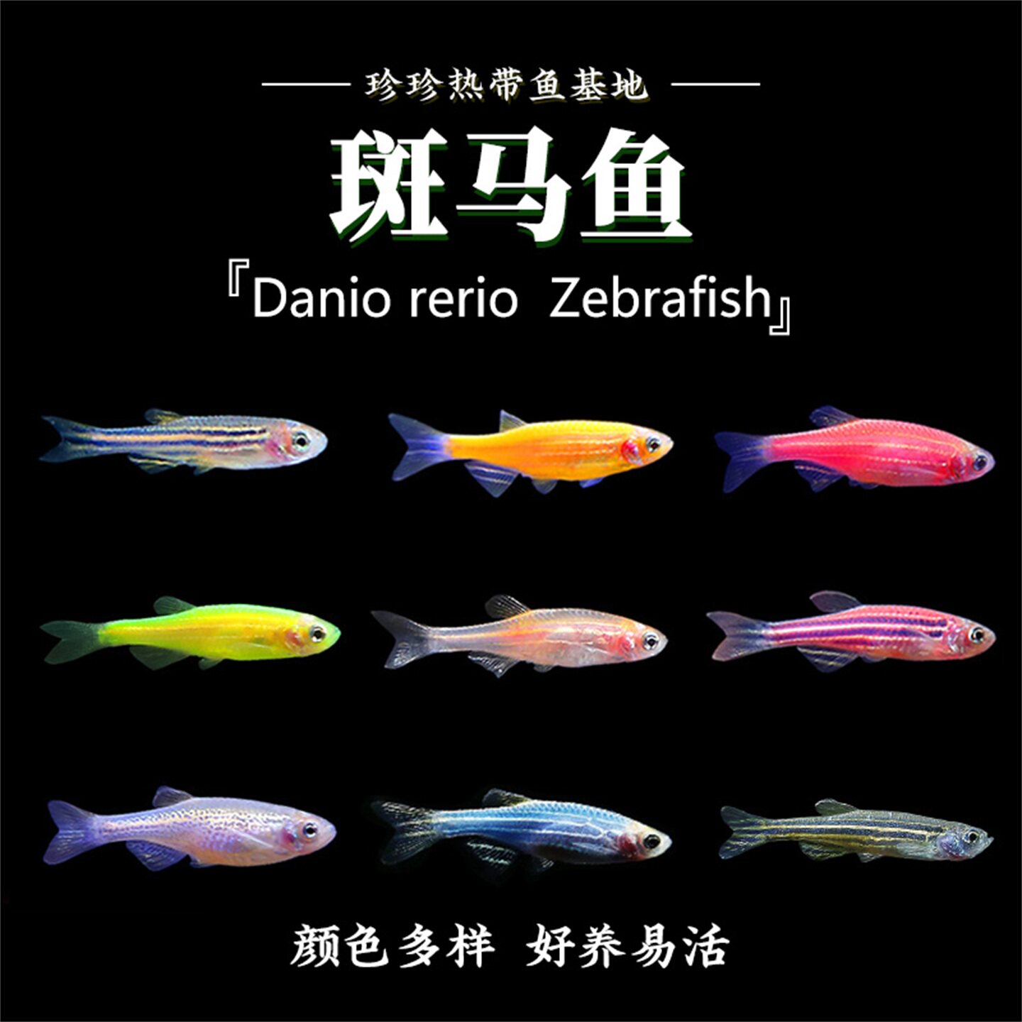 斑马鱼小型热带观赏鱼蝶翼斑马草缸鱼宝莲灯鱼孔雀鱼活体新手好养