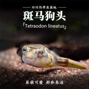 斑马狗头河豚鱼斑狗头鱼苗小型热带鱼观赏鱼淡水河豚凶猛鱼苗活体