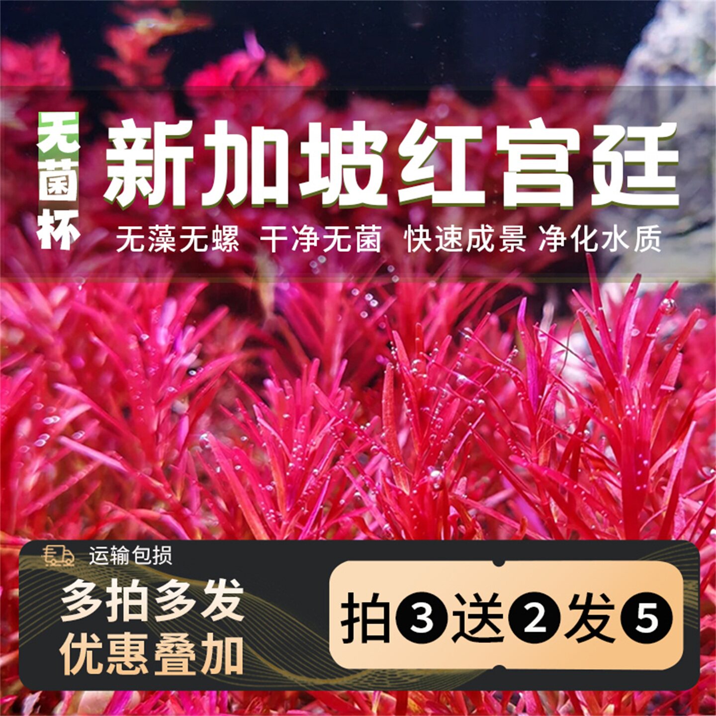 无菌杯新加坡红宫廷水草前景草鱼缸铺造景专用草坪无菌净化水草