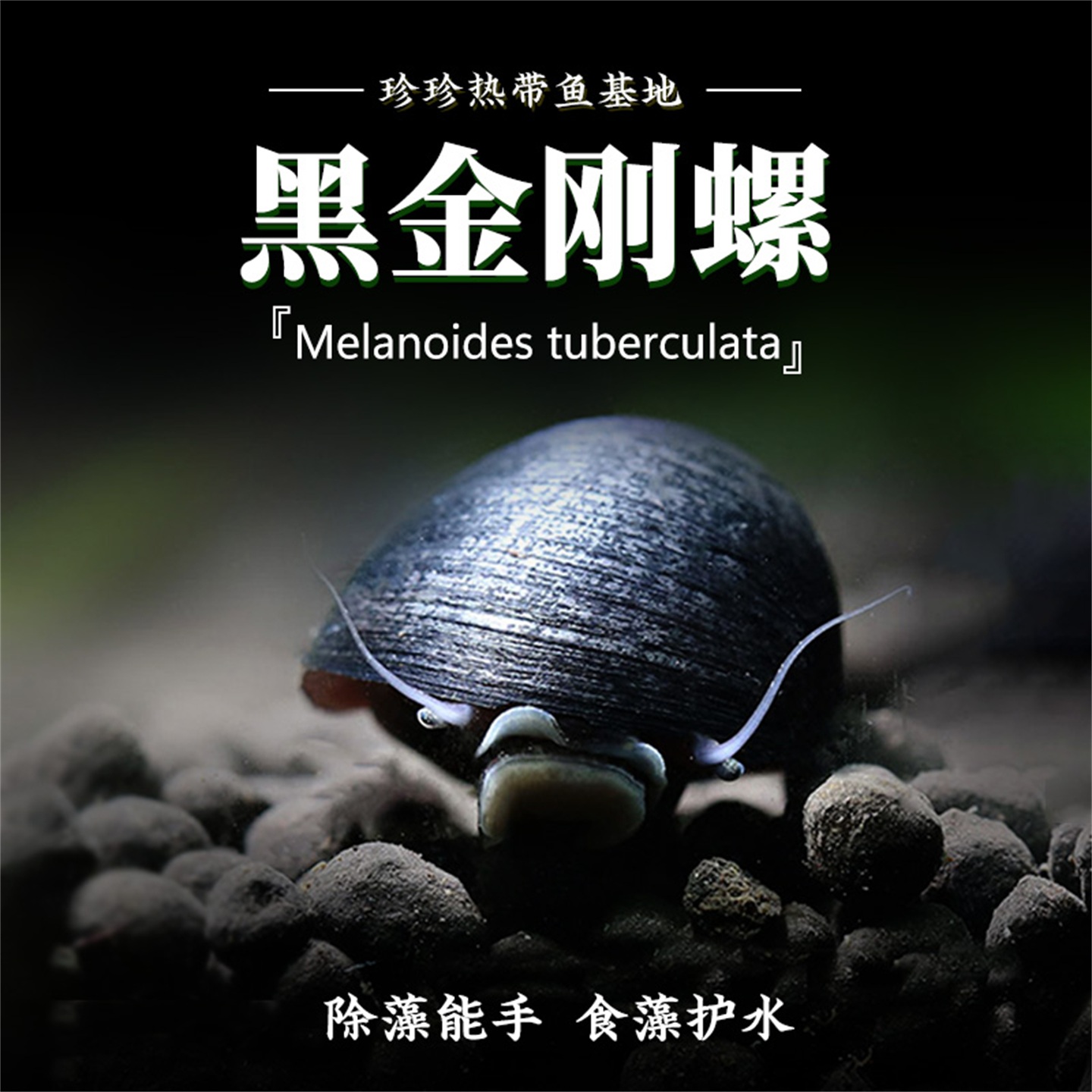 观赏螺黑金刚螺彩蛋螺草缸除藻螺