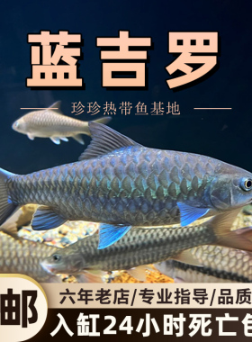 蓝吉罗原生冷水观赏鱼大型异口新光唇保山蓝吉罗史氏稀有鱼