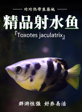 射水鱼网红射手狙击鱼