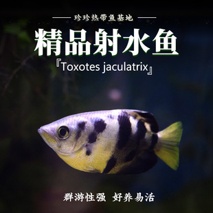 射水鱼网红射手鱼高射炮鱼稀有淡水热带观赏鱼活体狙击手