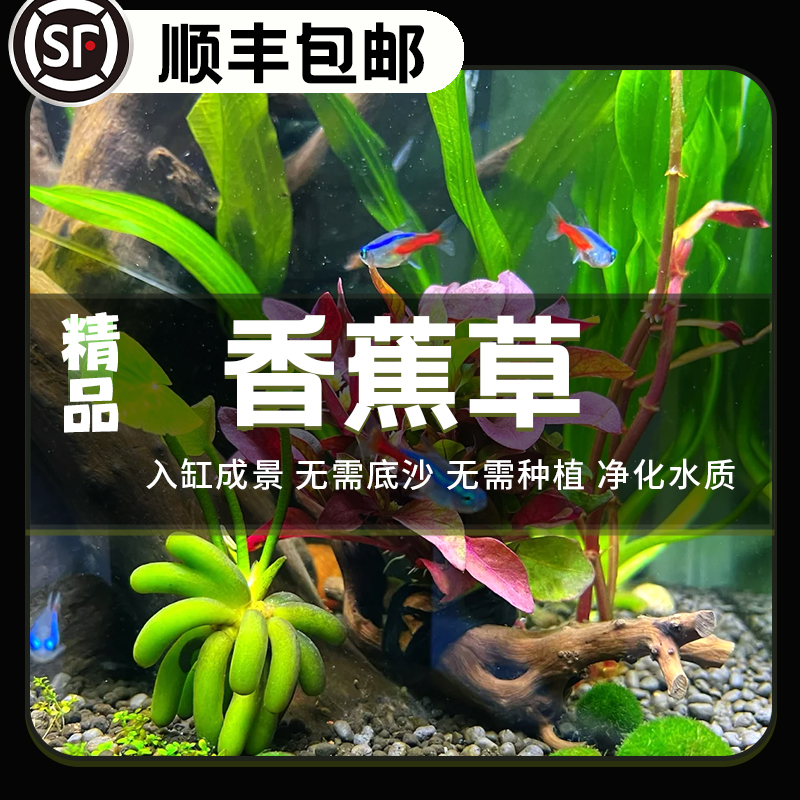 香蕉草造景鱼缸水草植物真草