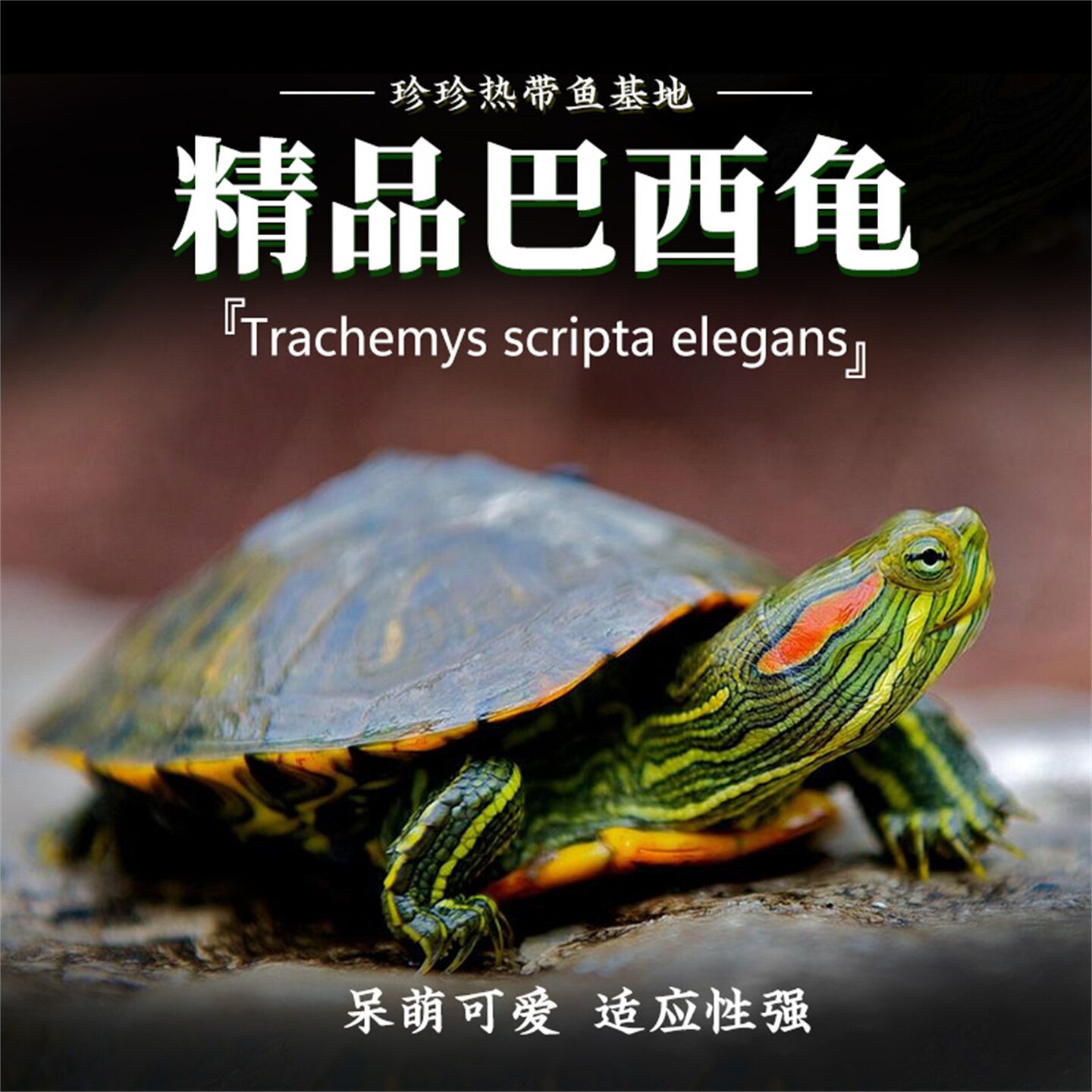 巴西龟活物小乌龟活体观赏宠物龟大乌龟水龟红耳龟活物情侣龟