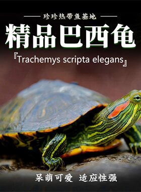 巴西龟宠物龟活体活物红耳龟水龟
