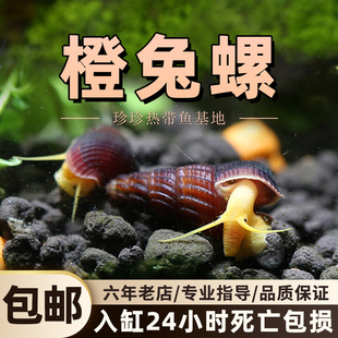 橙兔螺观赏宠物螺工具螺翻沙工淡水螺活体角螺淡水除苔除藻螺