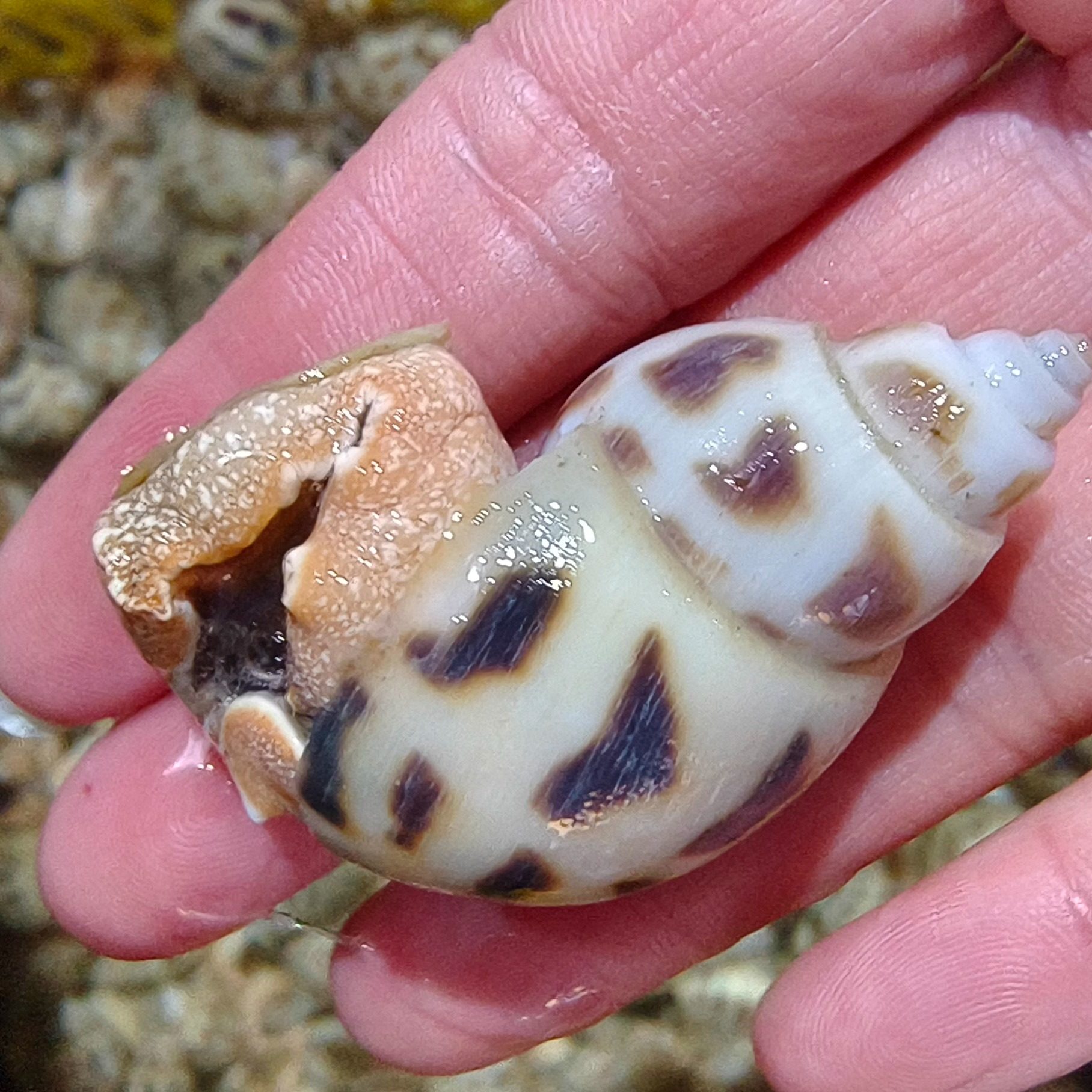 鲜活花螺 大花螺 东风螺海南花螺海鲜贝类水产 500g/份