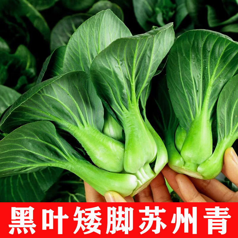 黑叶矮脚苏州青种子种孑四季播种菜园阳台盆栽抗寒高产苏州青菜籽