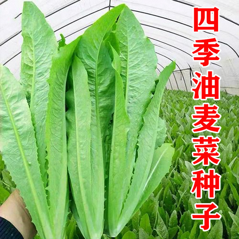 四季油麦菜种子籽米香味高产耐热耐寒春秋播农家菜园蔬菜种子大全
