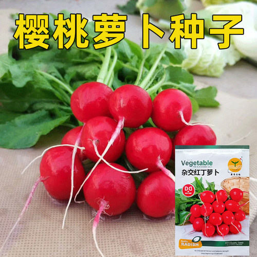 樱桃萝卜种子甜脆可口四季播种