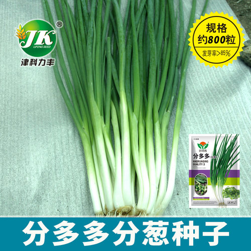 分多多分葱种子菜园盆栽香葱种籽