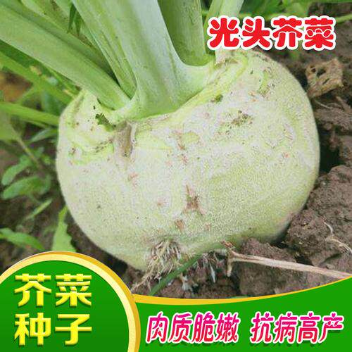 光头芥菜种子辣菜疙瘩高产万斤