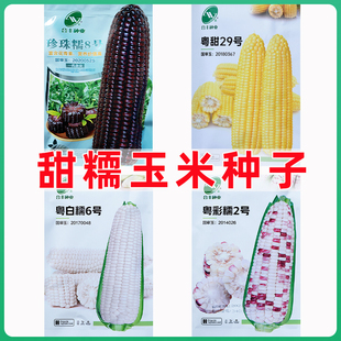 甜糥粘玉米种子粘苞米种籽大棒型黄白彩黑水果玉米种籽孑非转基因