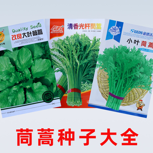 茼蒿种子大全四季播种菜园盆栽小叶大叶光杆茼蒿种籽皇帝菜种籽种