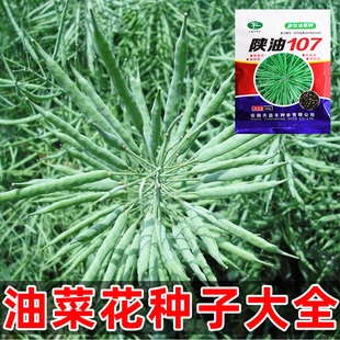 油菜花种子油菜籽高产高油榨油观赏耐寒抗倒伏杂交早熟油菜籽种孑