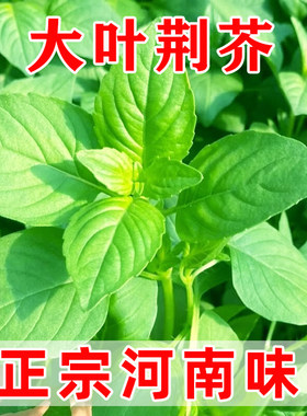 河南大叶荆芥种子春播味浓耐热