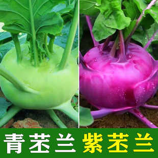 天津青苤蓝种子丕兰种籽春秋播种高产早熟好吃紫水果丕蓝蔬菜种子