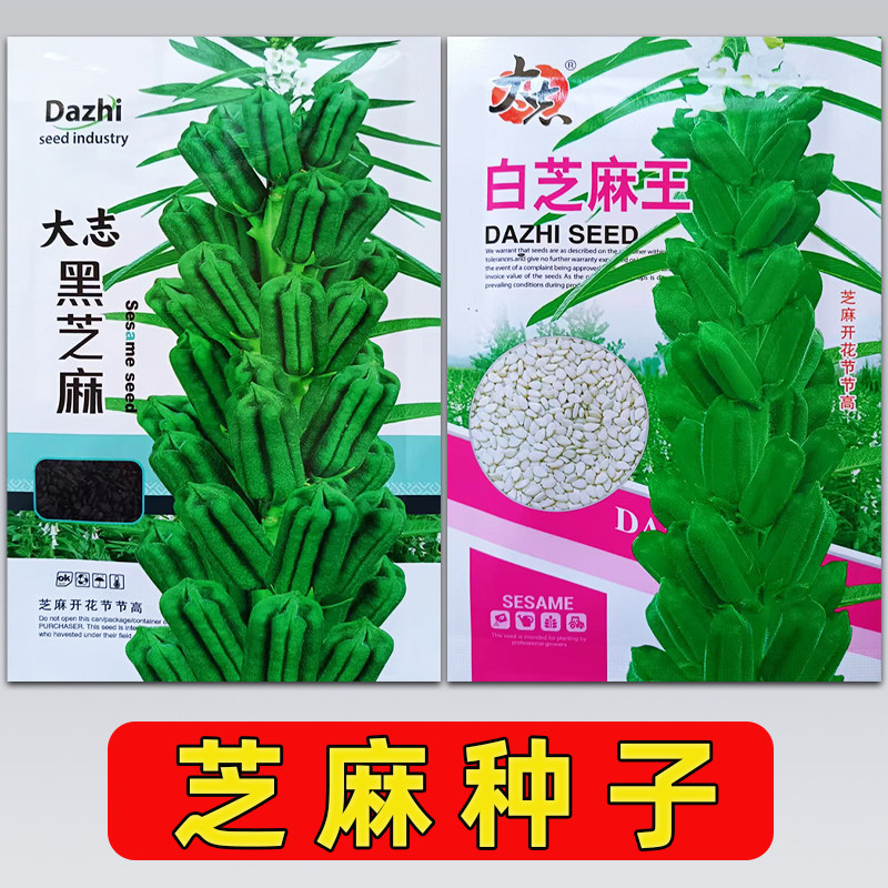 芝麻种子春夏播种农家菜园早熟高产出油高黑白芝麻粮油蔬菜种籽孑图片