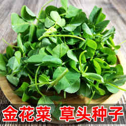 草头种子金花菜种籽春秋播种大叶黄花野草上海特产多年生蔬菜籽种