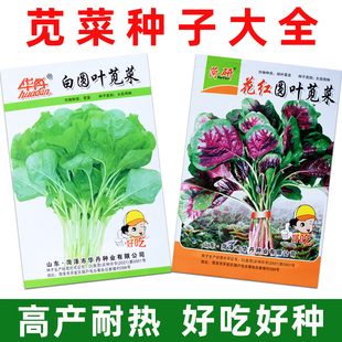 红苋菜种子大叶耐热四季播白圆叶苋菜种籽菜园盆栽野菜籽蔬菜种孑