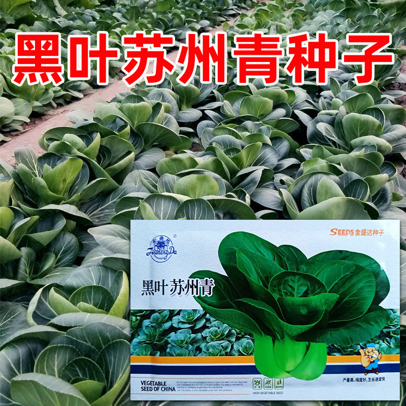 黑叶矮脚苏州青种子种籽四季播种菜园盆栽耐寒好吃青梗蔬菜籽种孑