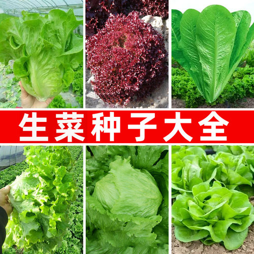 生菜种子大全四季播种好吃易种