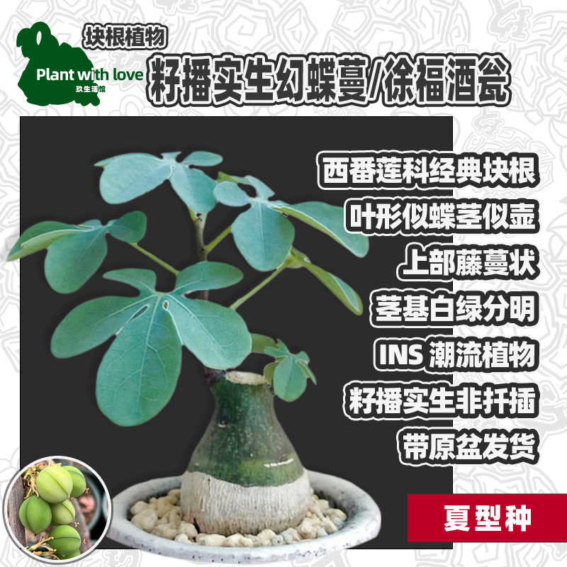 稀有籽播实生幻蝶蔓/徐福酒瓮Adenia glauca块根多肉植物D51