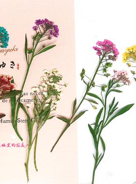 干花压花滴胶手工diy带枝手机壳