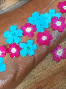 干花压花真花美女樱diy饰品
