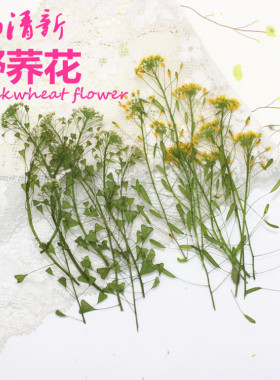 植物标本美妆小清新森系相框干花