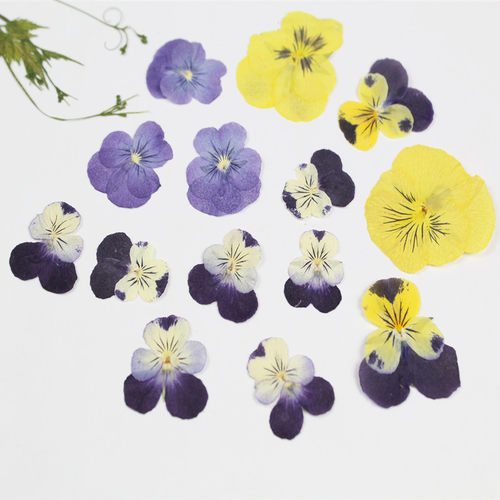 三色堇干花真花DIY书签压花材料
