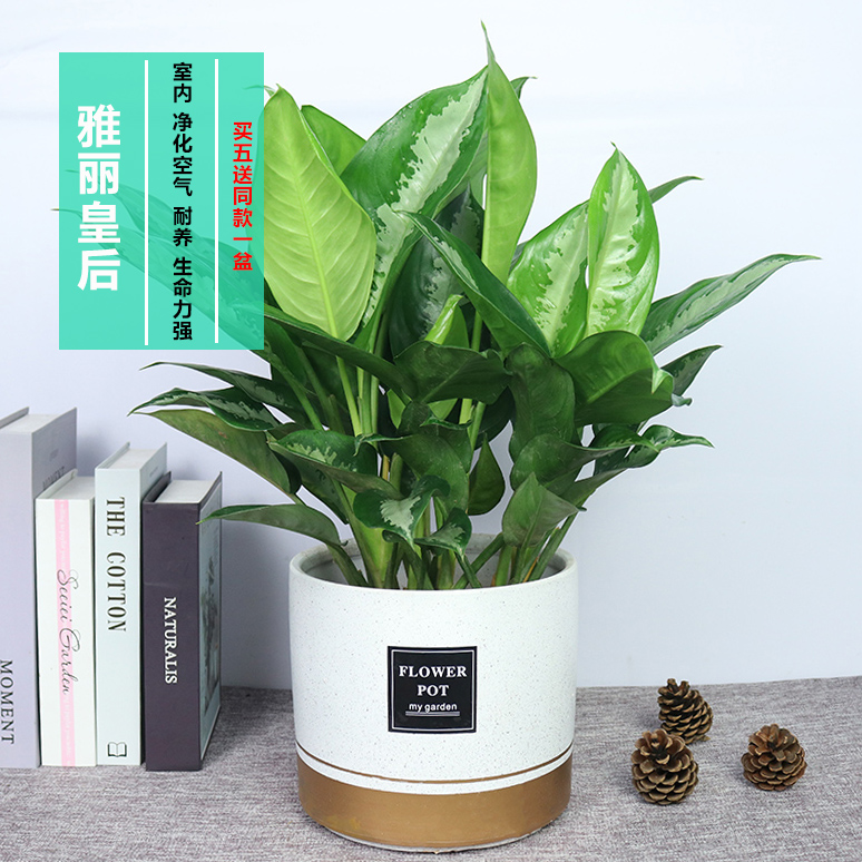 雅丽皇后植物盆栽办公室