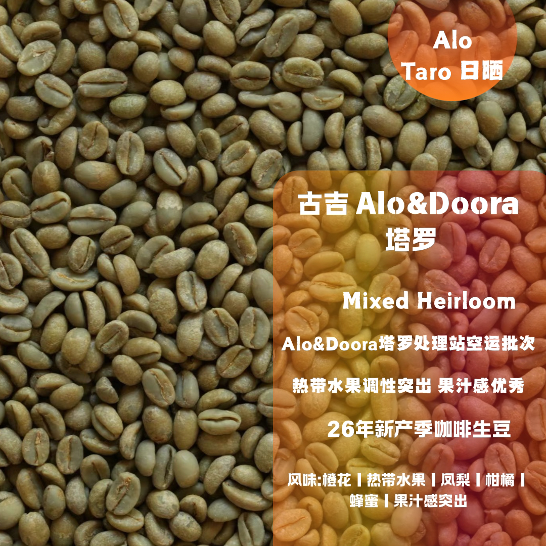 26新产季咖啡生豆 埃塞俄比亚 古吉 Alo&Doora 塔罗 日晒