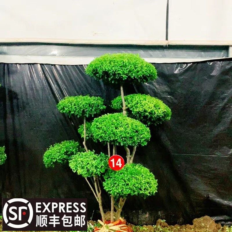 小叶女贞造型树风景树庭院别墅绿化篱笆围墙植物观叶四季常青苗木