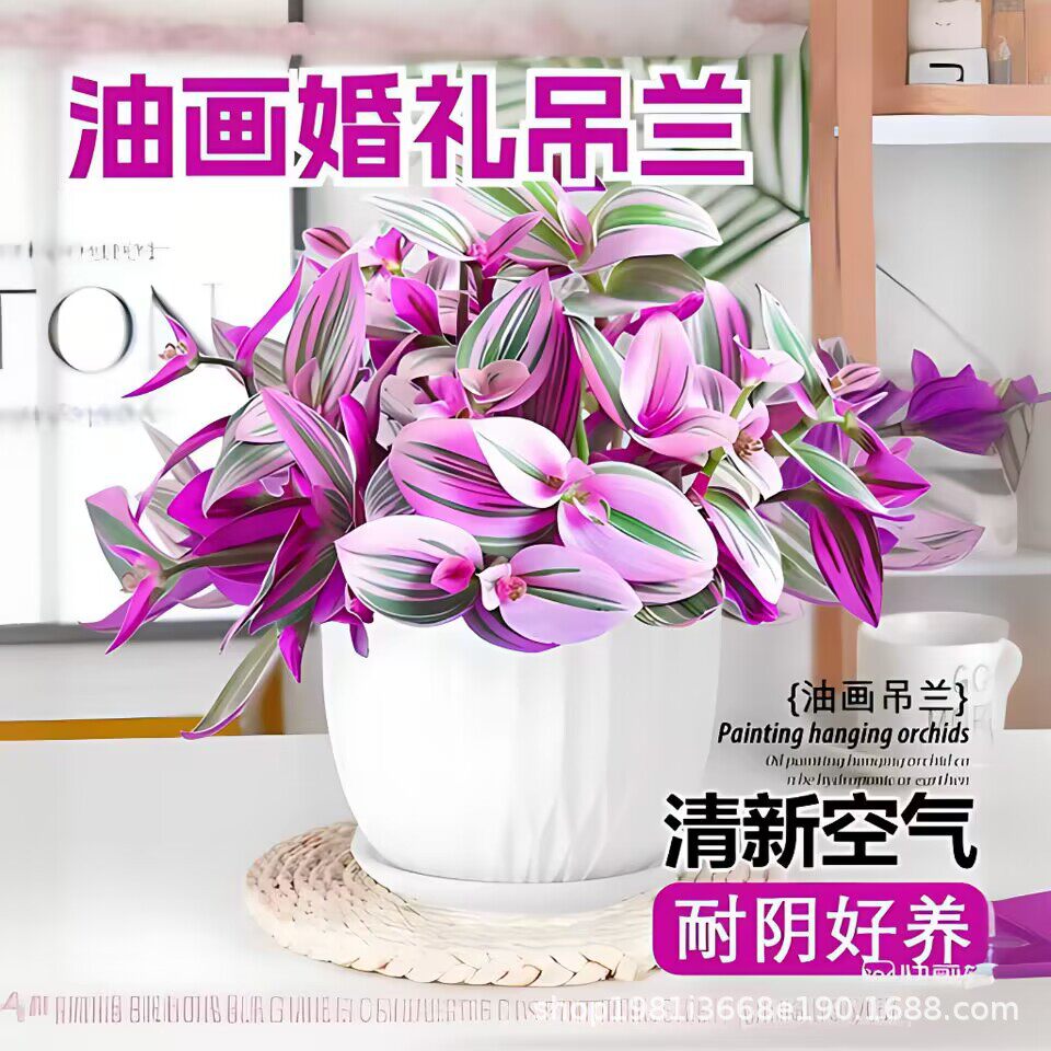 油画婚礼吊兰大颗多肉四季好养活 桌面盆栽花卉植物 室内阳台绿植