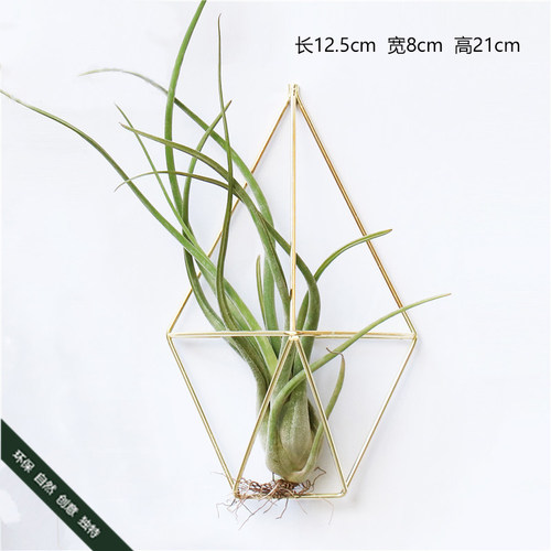 凤梨花架无土木托套餐绿植盆栽